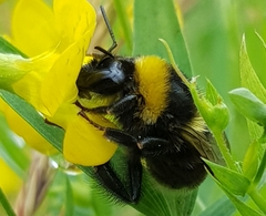 Bombus subterraneus