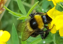 Bombus subterraneus