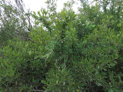 Cissampelos capensis