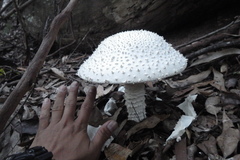 Amanita pyramidifera