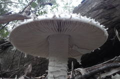 Amanita pyramidifera