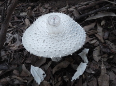 Amanita pyramidifera