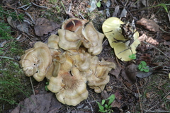 Xanthoporus syringae