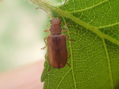 Syneta ferruginea
