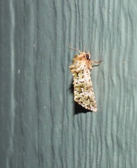 Thalatha bryochlora