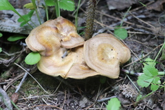 Xanthoporus syringae