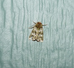Thalatha bryochlora