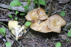 Xanthoporus syringae