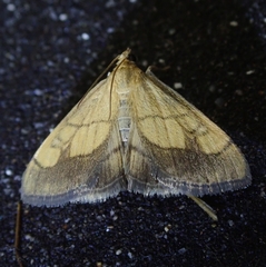 Evergestis limbata
