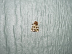 Thalatha bryochlora