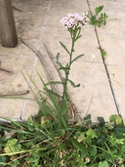 Achillea millefolium