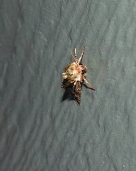 Thalatha bryochlora