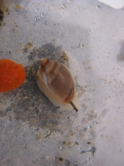 Amalda depressa