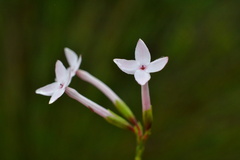 Erica jasminiflora