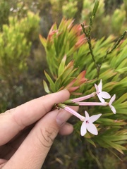 Erica jasminiflora