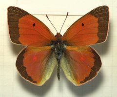 Colias aurorina