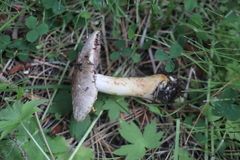 Agaricus semotus