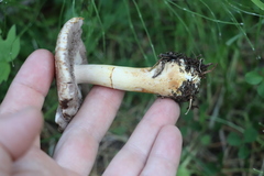Agaricus semotus
