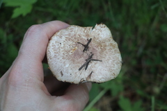 Agaricus semotus