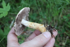 Agaricus semotus