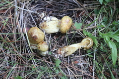Suillus sibiricus