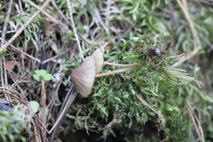 Mycena viridimarginata