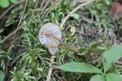 Mycena viridimarginata