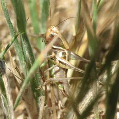 Decticita balli