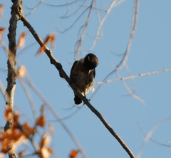 Saxicola rubicola