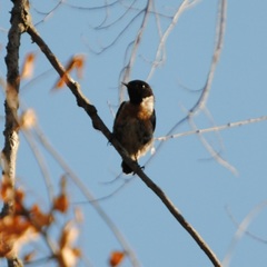 Saxicola rubicola