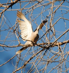 Streptopelia decaocto
