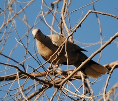Streptopelia decaocto