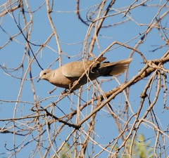 Streptopelia decaocto