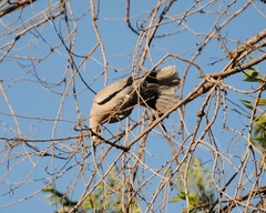 Streptopelia decaocto