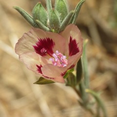Clarkia speciosa polyantha