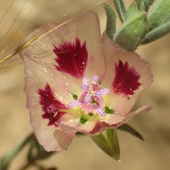 Clarkia speciosa polyantha