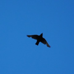 Sturnus unicolor
