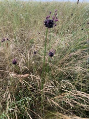 Allium