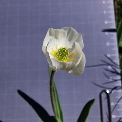 Ranunculus kuepferi