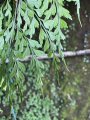 Asplenium pseudolaserpitiifolium