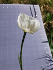 Ranunculus kuepferi