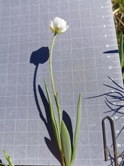 Ranunculus kuepferi