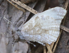 Anthocharis lanceolata