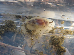 Amalda depressa