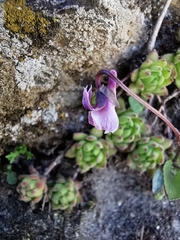 Viola thomasiana