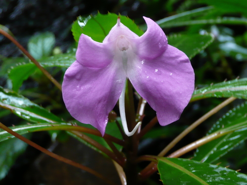 Impatiens nzoana