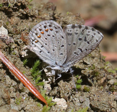Euphilotes enoptes