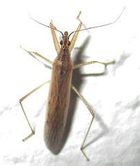 Nabis capsiformis