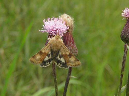 Liucerninis Saulinukas