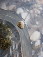 Micrelenchus huttonii